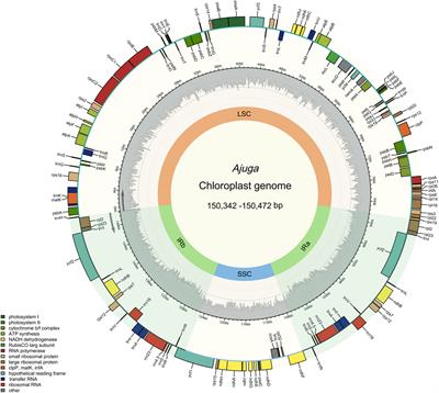 Frontiers Comparative Analysis Of Chloroplast Genome And New Insights